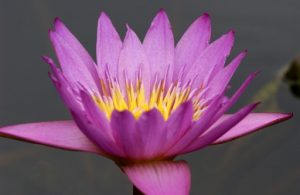 (Lotus)