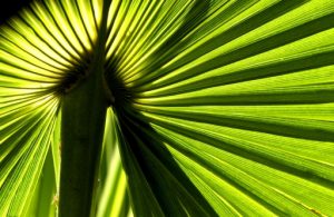 (Backlit Palm Frond March 2005)