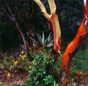 (Madrones and Blue Agave, Big Bend, Texas)