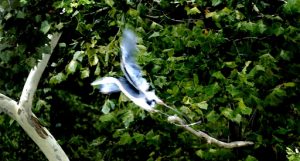 (Blue Heron Taking Flight,  Cumberland River, Tennessee,  August 2005)