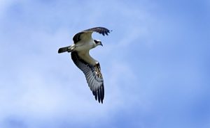 (Osprey, Cumberland River, Tennessee, August 2005)