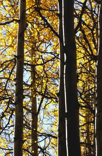 Colorado Forest Detail, October 2005