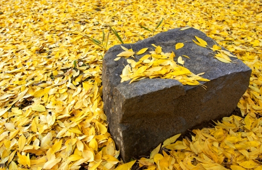 Rock and Golden Leaves