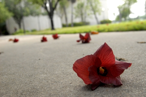 Fallen Flower    April 2006, UTB Campus, Brownsville, TX