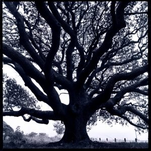 (Live Oak Tree.  Goose Island State Park, Rockport, Texas 1990)