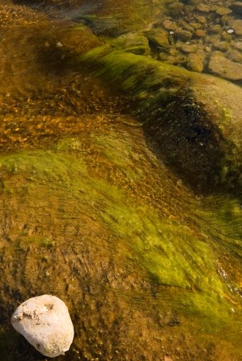 Detail: Algae, Water and Rock.  August 5, 2008 Pedernales River, TX