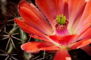 (Claret Cup Cactus in Bloom, my garden; Austin, TX  April 14, 2009)